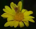 Poecilognathus sulphureus - photo 4
