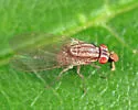 Poecilolycia browni