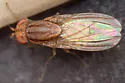 Poecilominettia macula