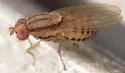 Poecilominettia macula - photo 2