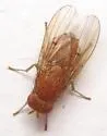 Poecilominettia ordinaria
