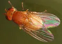 Poecilominettia puncticeps - photo 2