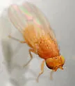 Poecilominettia puncticeps - photo 3