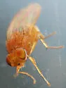 Poecilominettia puncticeps - photo 4