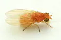 Poecilominettia puncticeps - photo 5