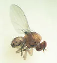 Poecilominettia slossonae