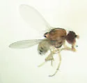 Poecilominettia slossonae - photo 3