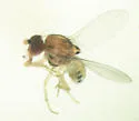 Poecilominettia slossonae - photo 4