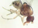 Poecilominettia slossonae - photo 5