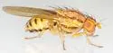 Poecilominettia valida