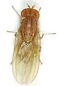 Poecilominettia valida - photo 2