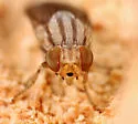 Poecilominettia valida - photo 3