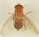 Poecilominettia valida - photo 4