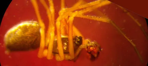 Poeciloneta lyrica