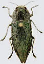 Poecilonota bridwelli
