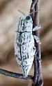 Poecilonota bridwelli - photo 2