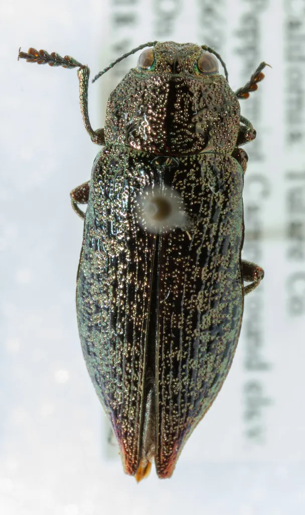 Western Poplar Buprestid - photo 2