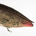 Eastern Poplar Buprestid