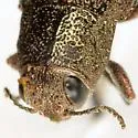 Eastern Poplar Buprestid - photo 2