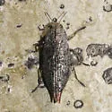 Eastern Poplar Buprestid - photo 3