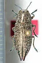 Eastern Poplar Buprestid - photo 4