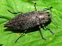 Eastern Poplar Buprestid - photo 5