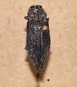 Poecilonota ferrea - Poecilonota ferrea
