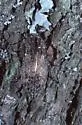 Poecilonota fraseri