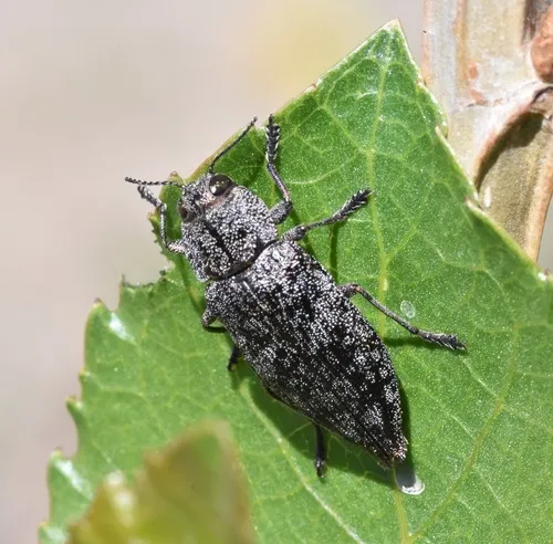 Poecilonota montana - photo 2