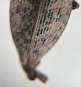 Poecilonota thureura - photo 3