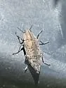 Poecilonota thureura - photo 4
