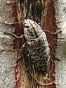 Poecilonota thureura - photo 5