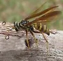 Poecilopompilus mixtus - photo 2