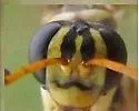 Poecilopompilus mixtus - photo 3