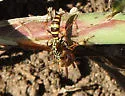 Poecilopompilus mixtus - photo 4