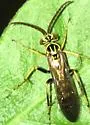 Poecilopompilus mixtus - photo 5