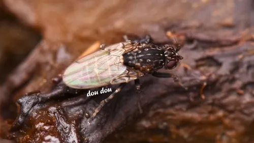 Poecilosomella multipunctata