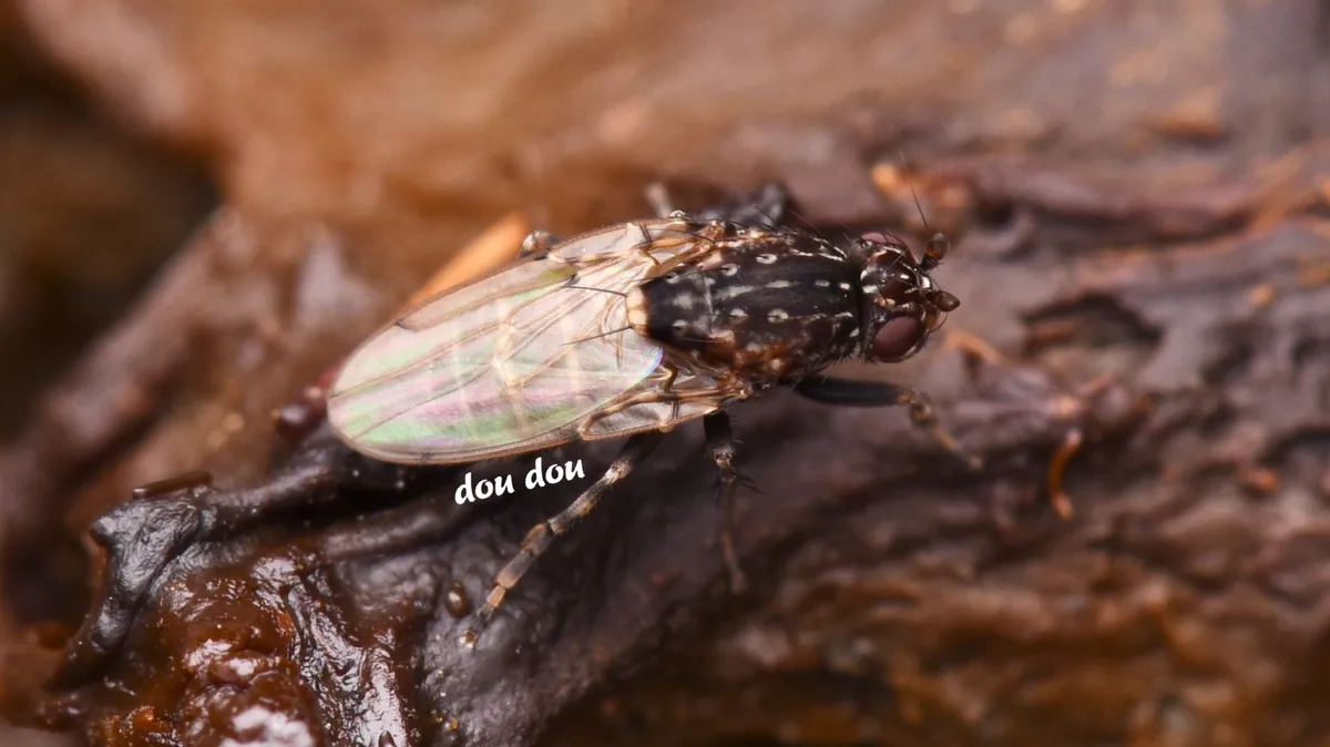 Poecilosomella multipunctata - photo 3