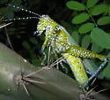 Panther-spotted Grasshopper