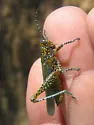 Panther-spotted Grasshopper - photo 2