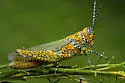Panther-spotted Grasshopper - photo 3