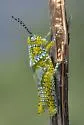 Panther-spotted Grasshopper - photo 4