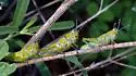 Panther-spotted Grasshopper - photo 5