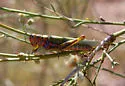 Red-lined Grasshopper