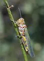Red-lined Grasshopper - photo 2