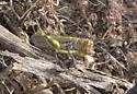 Red-lined Grasshopper - photo 3