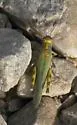 Red-lined Grasshopper - photo 4