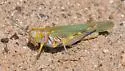 Red-lined Grasshopper - photo 5