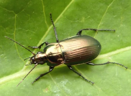 Poecilus cupreus - photo 2