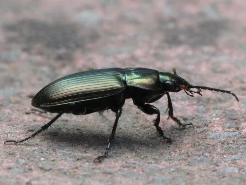 Poecilus cupreus - photo 3